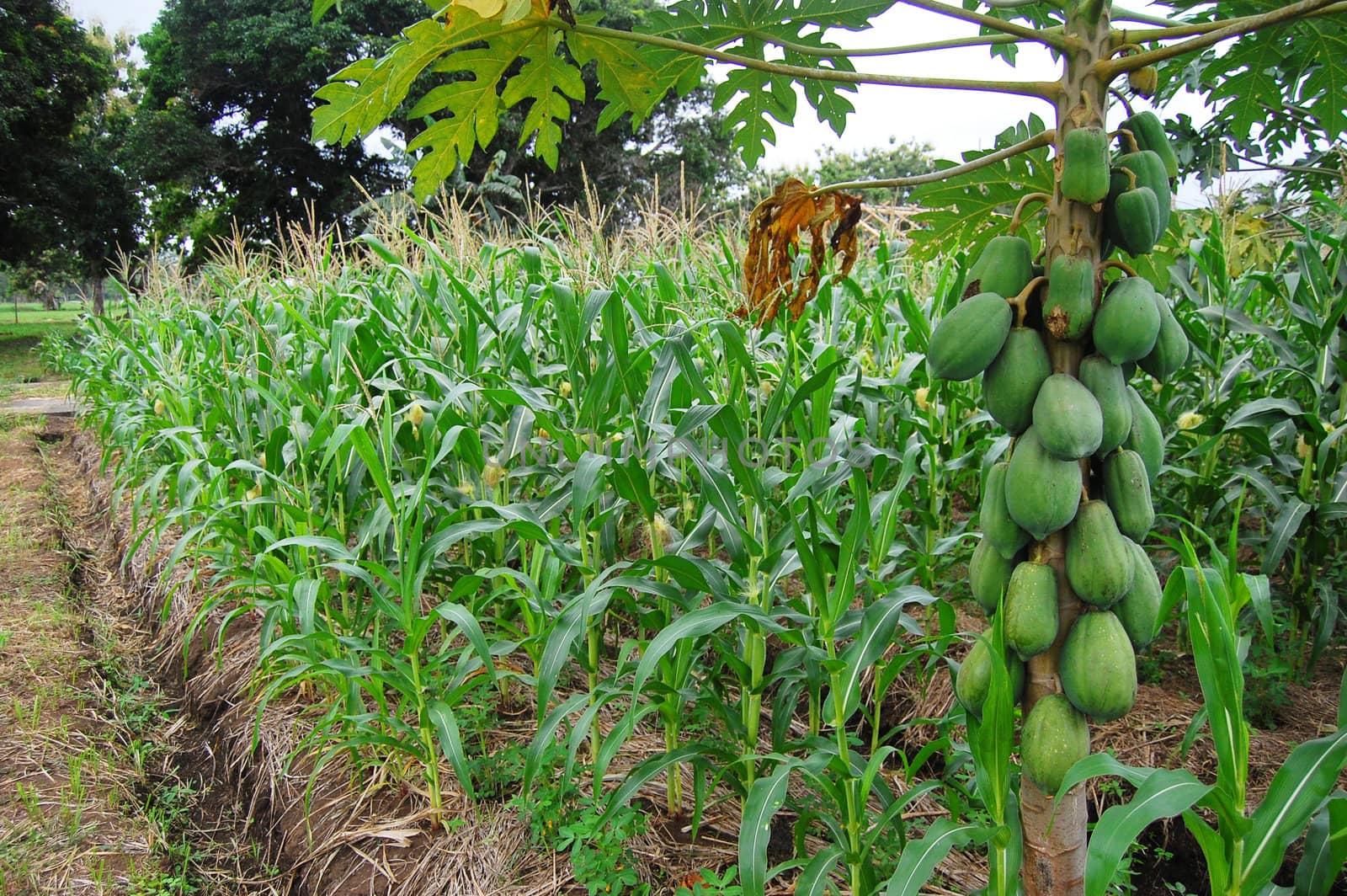 Papaya tree at corn farm by danemo