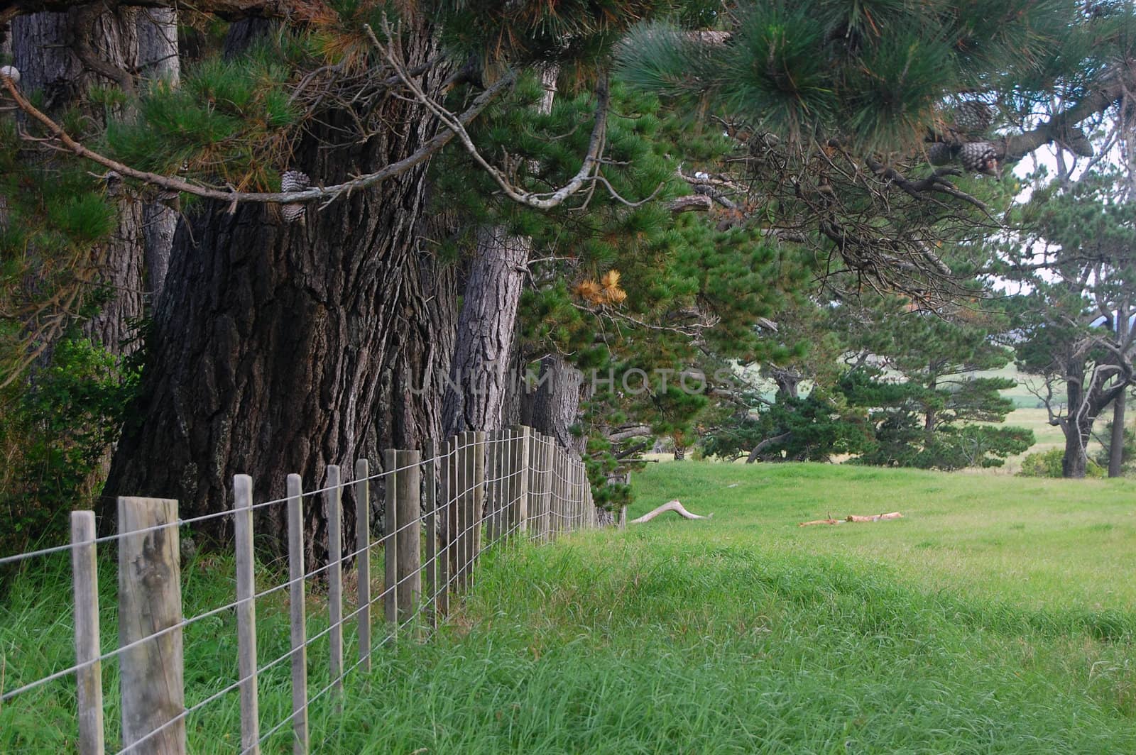 Farm fence, Dargaville, New Zealand