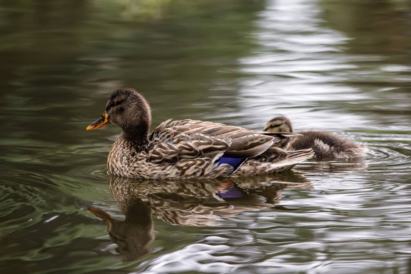Wild duck and duckling  by Roka