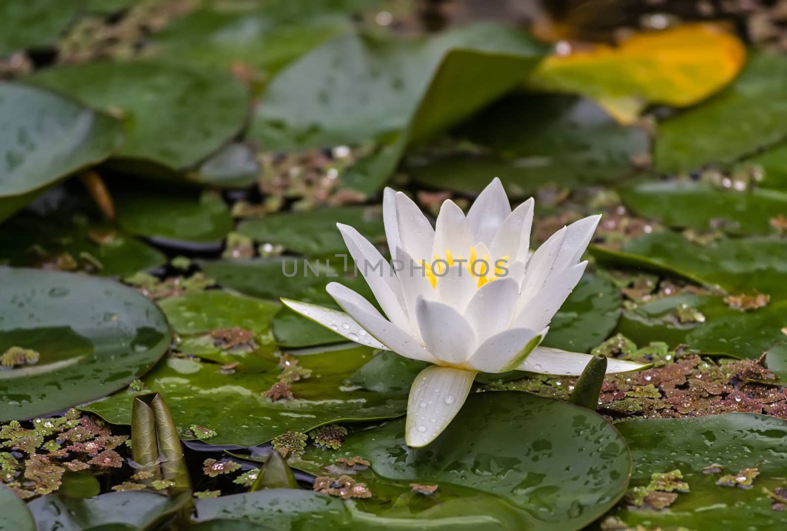 White Water Lily by Roka