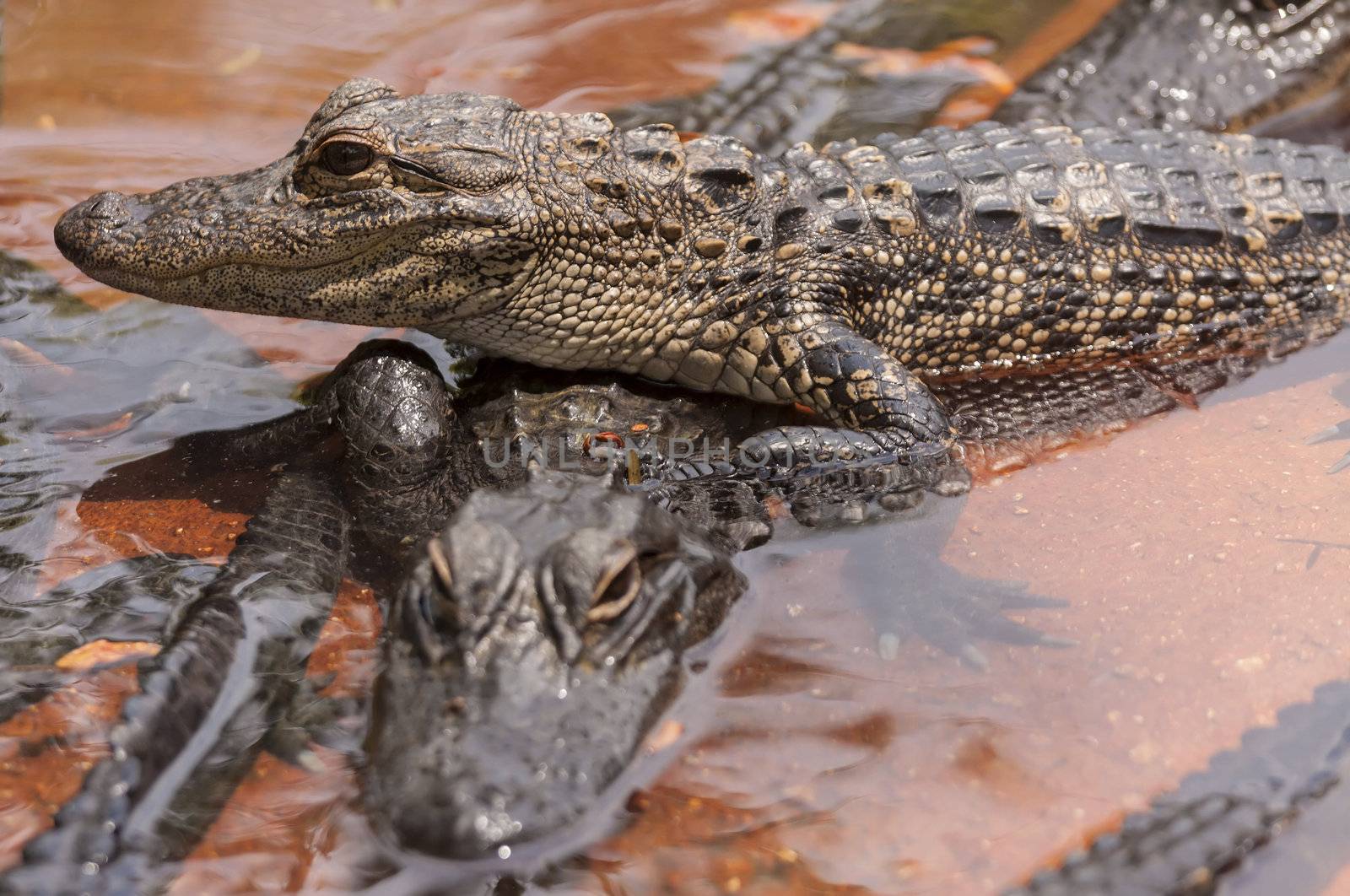Two crocodiles