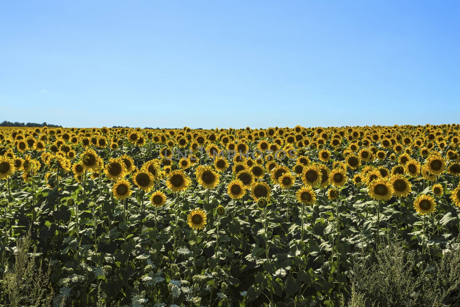 Sunflowers on blue sky