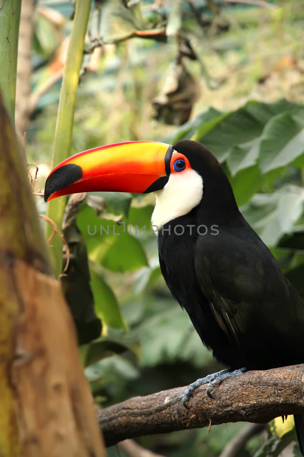 A Tucan sitting on a branch of a tree.