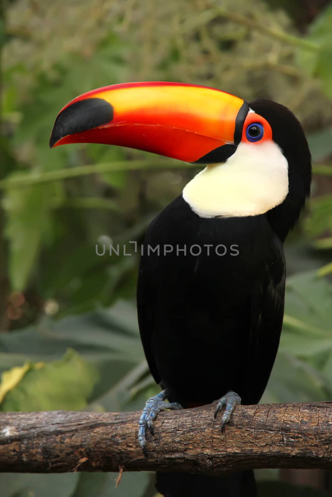 A Tucan sitting on a branch of a tree.