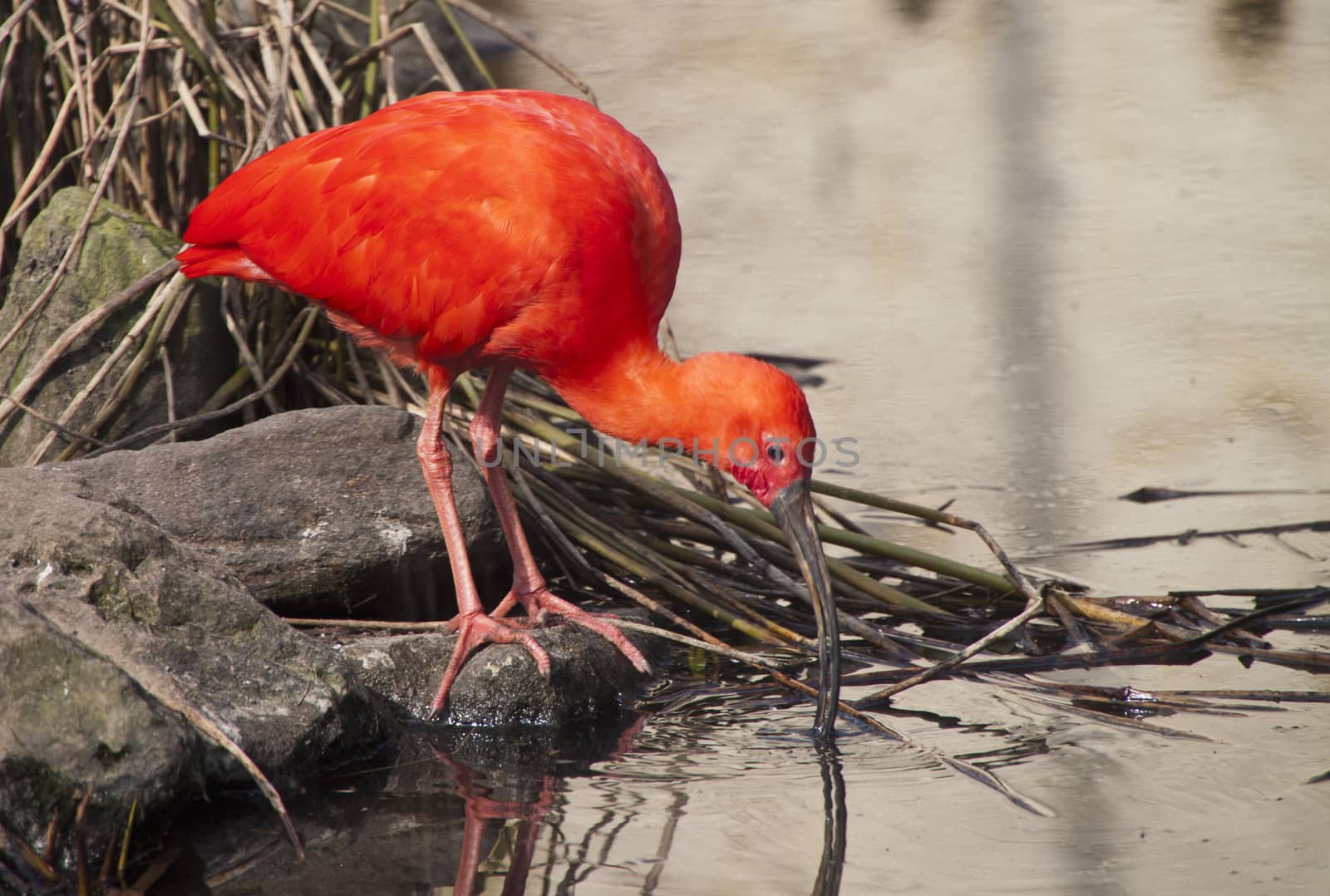 scarlet ibis searching for something





scarlet ibis searching