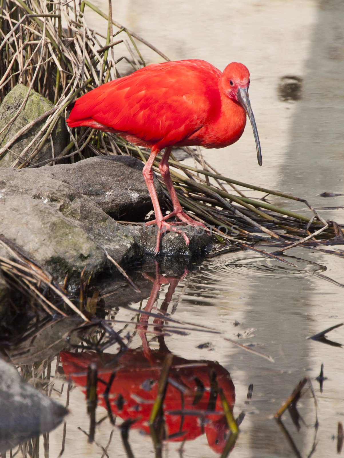 scarlet ibis by tjwvandongen
