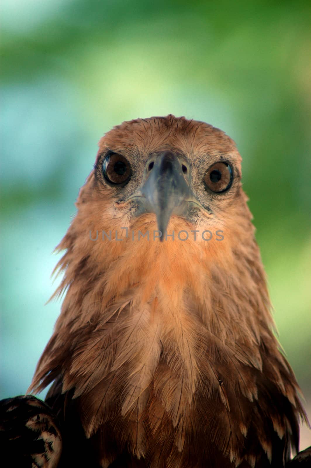 Eagle eye, photographed on the island of sea turtles