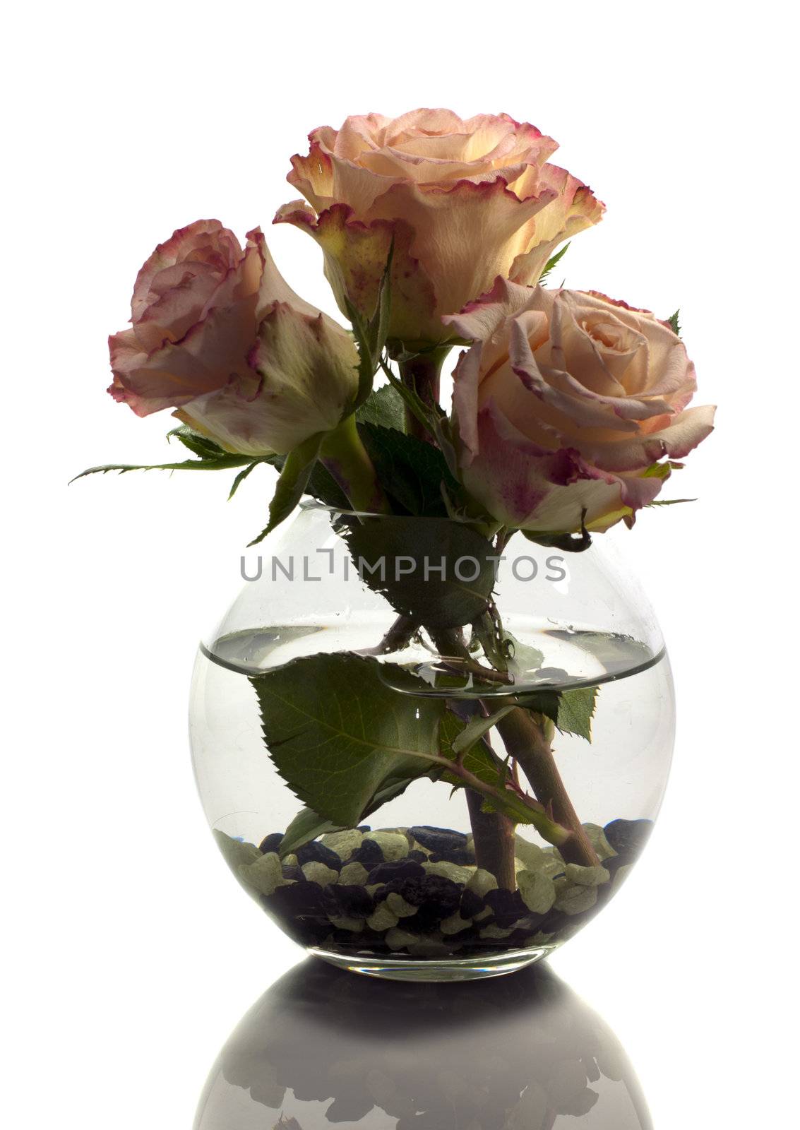 vase with orange roses  by compuinfoto