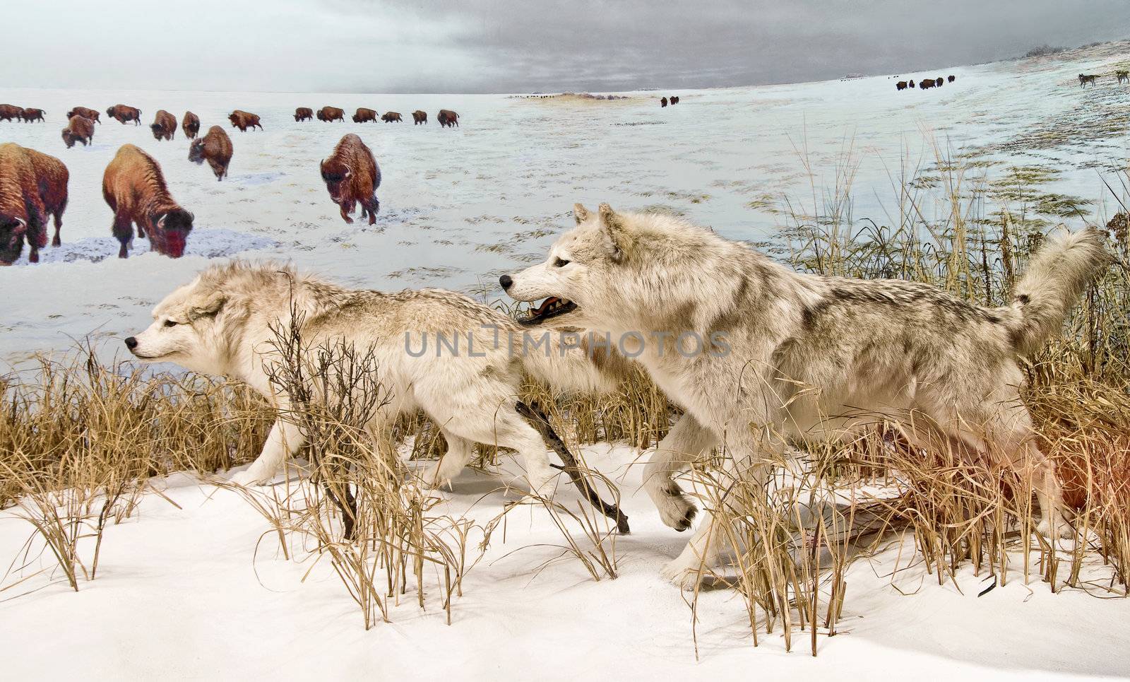 Arctic Wolves by michelloiselle