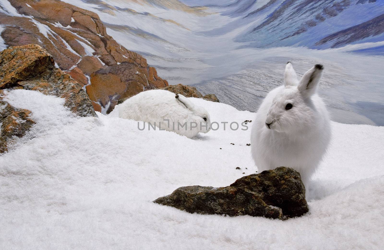 Two arctic hares resting in the mountainous region of Nunavut.