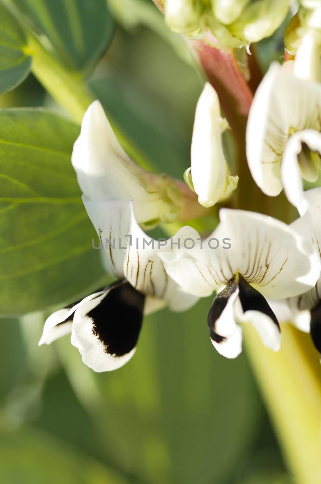 Macro photograph of broadbean flowers on an allotment.