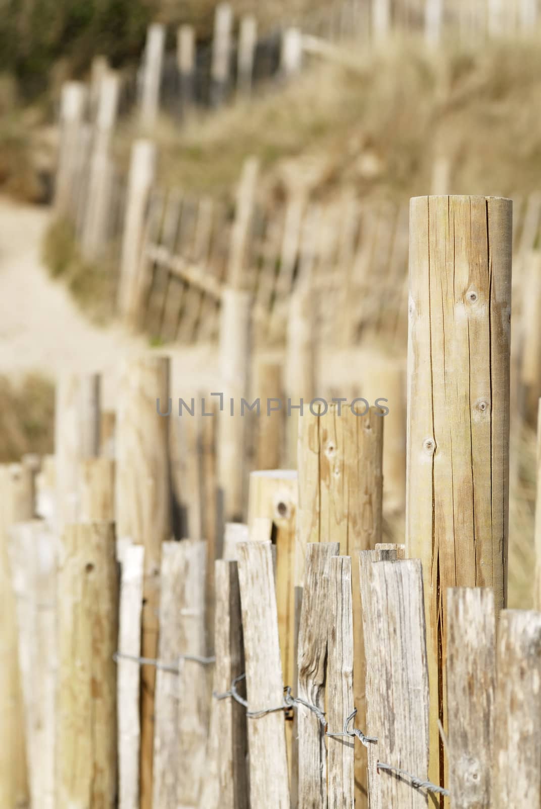 Sand dune scene. Daymer Bay, Cornwall, UK.