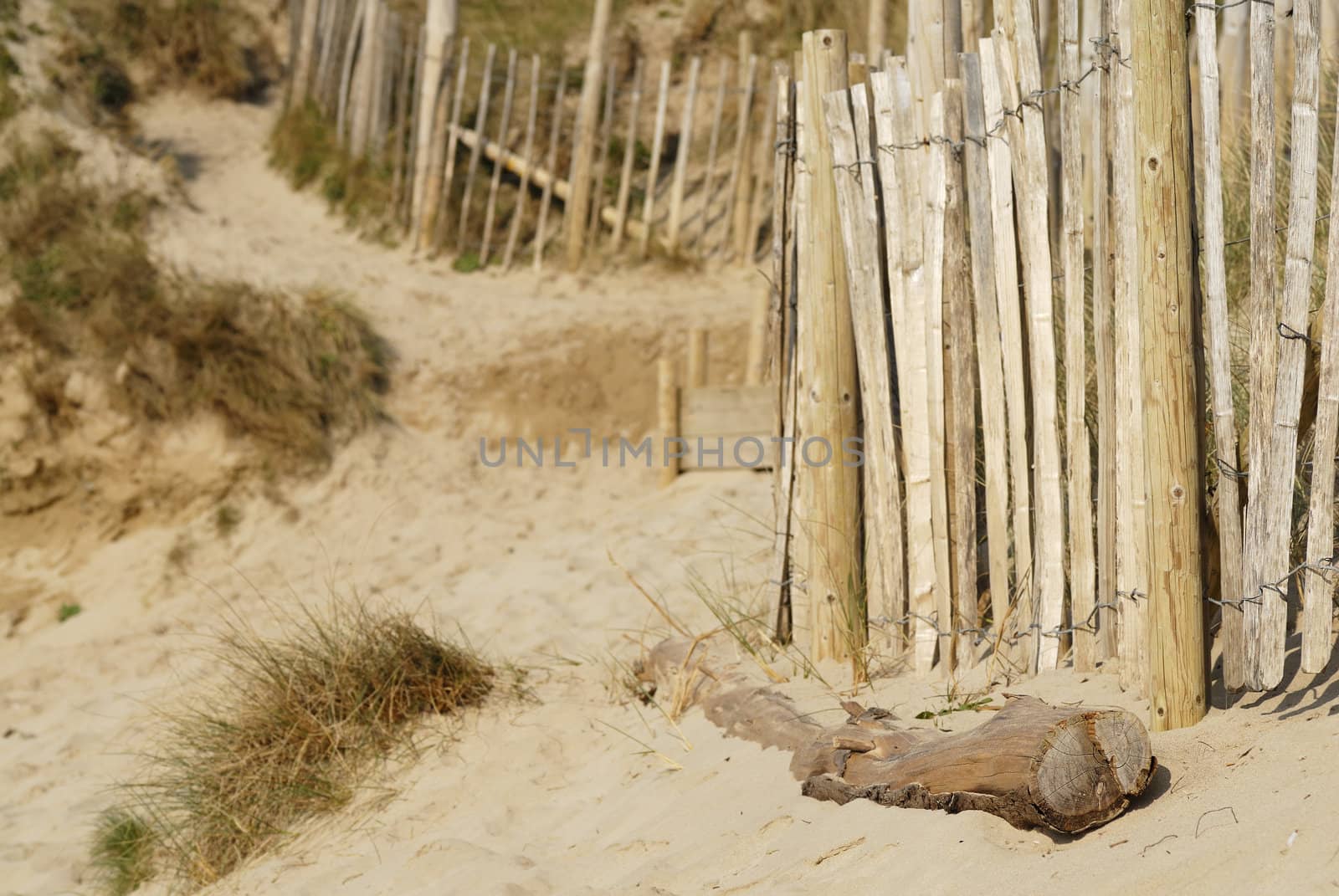 Sand dune scene. Daymer Bay, Cornwall, UK.