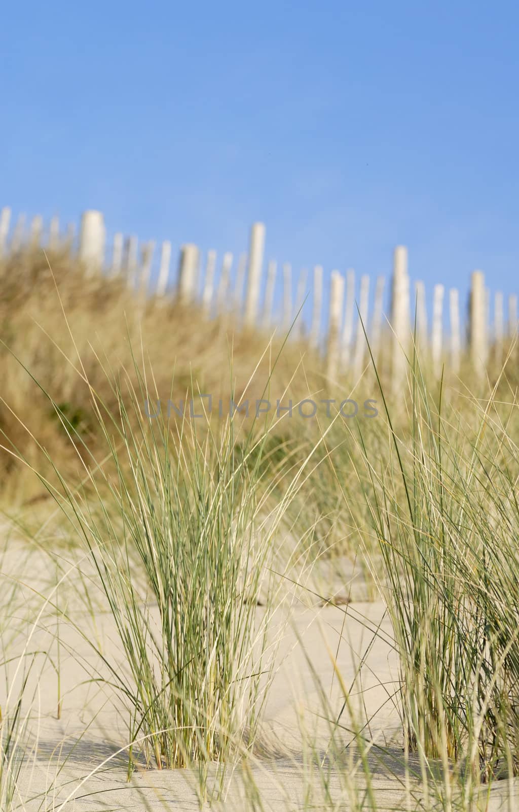 Sand dune scene. Daymer Bay, Cornwall, UK.