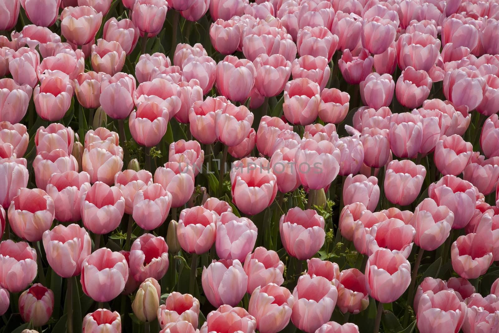 Beautiful pink tulip bed in one of the many Istanbul parks at springtime.