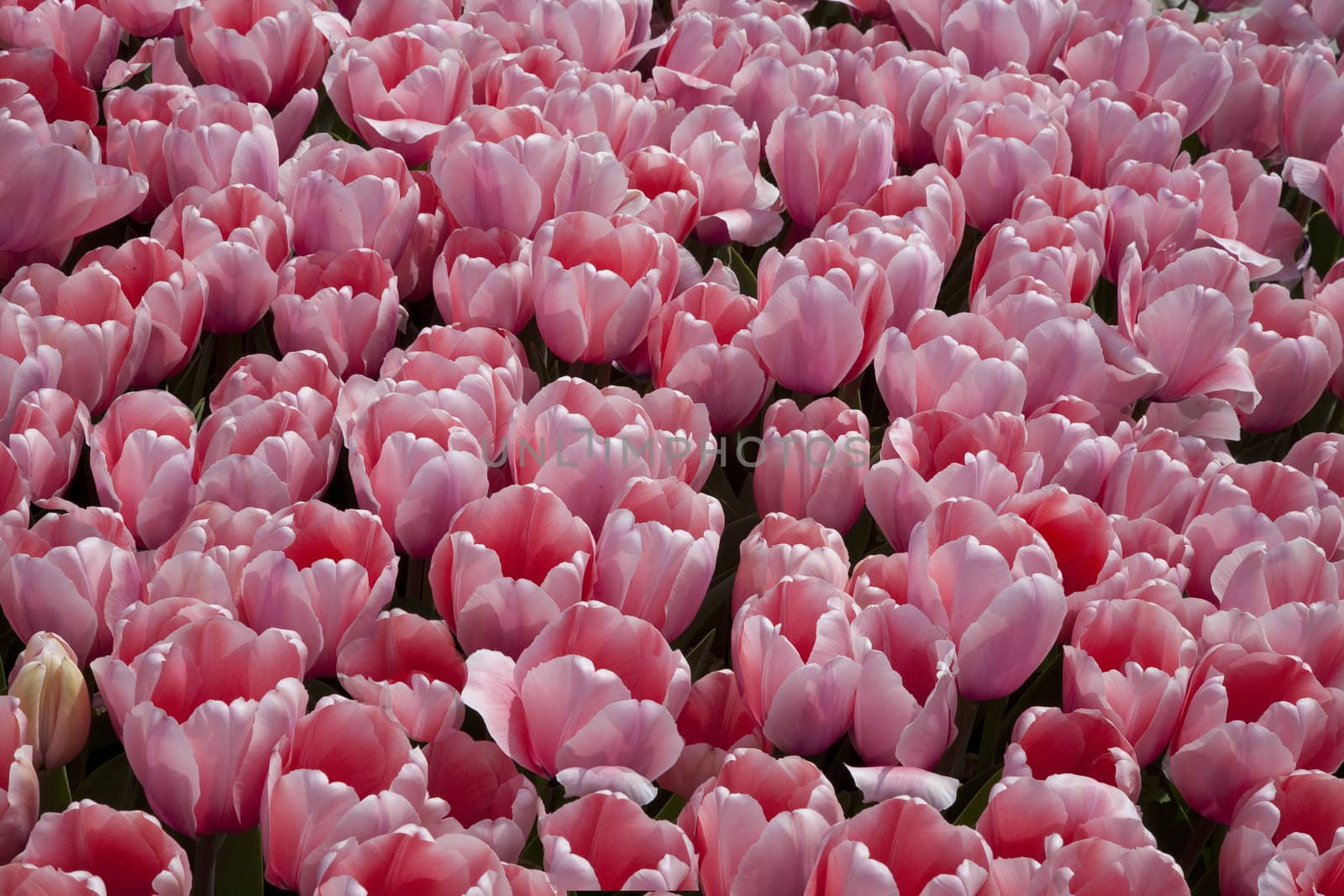 Pink tulip background by ABCDK