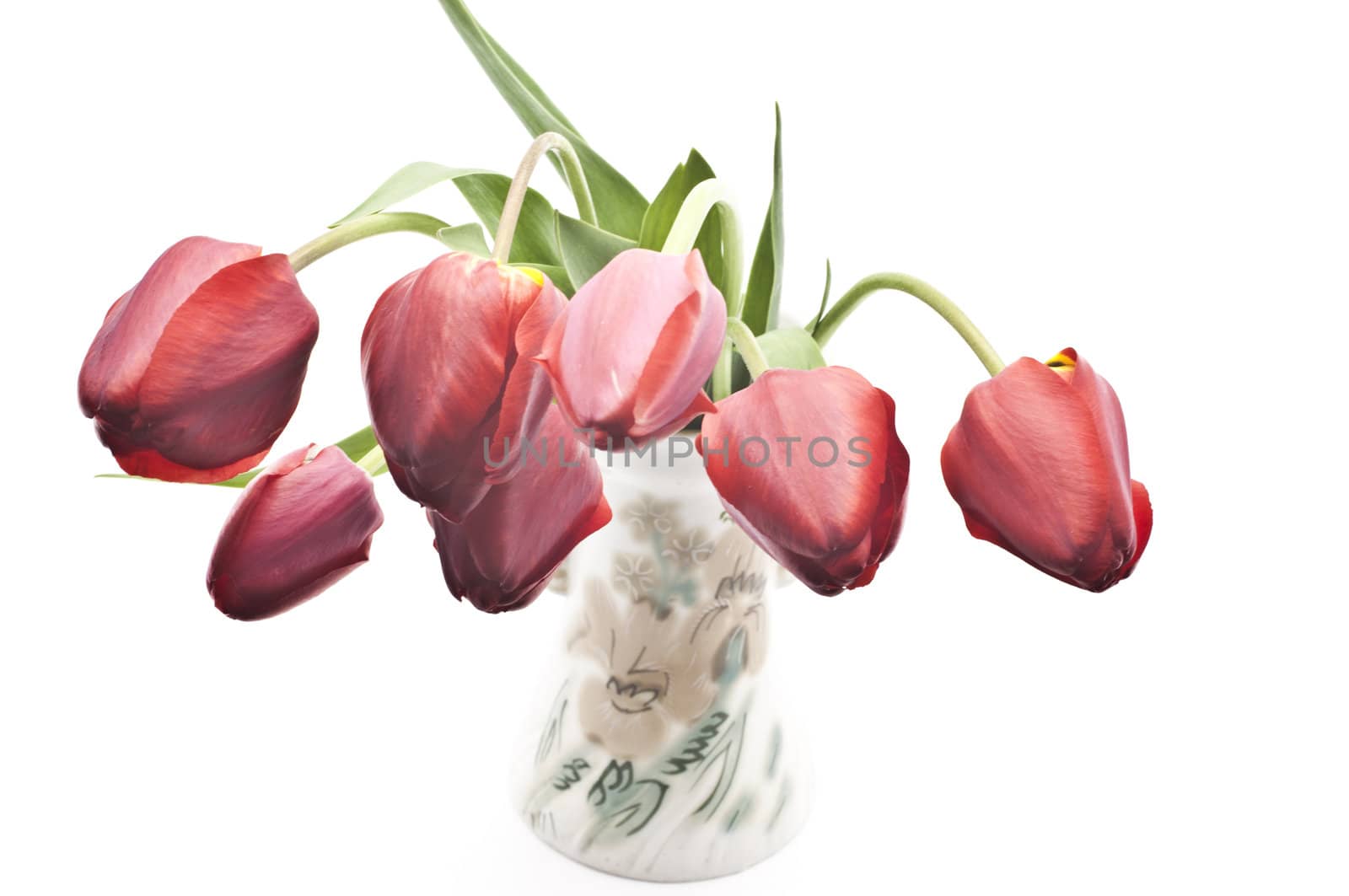 Beautiful tulips in vase on a white background