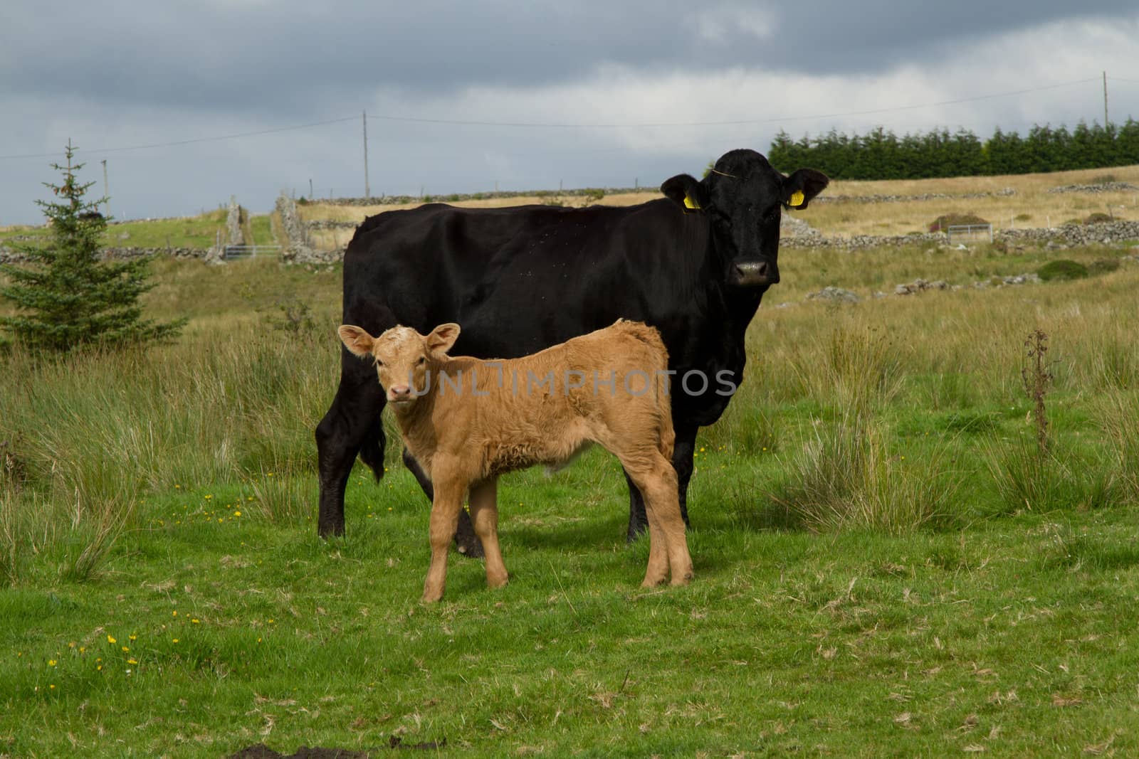 A brown calf stands looking infront of a black cow on a patch of green grass on moorland.