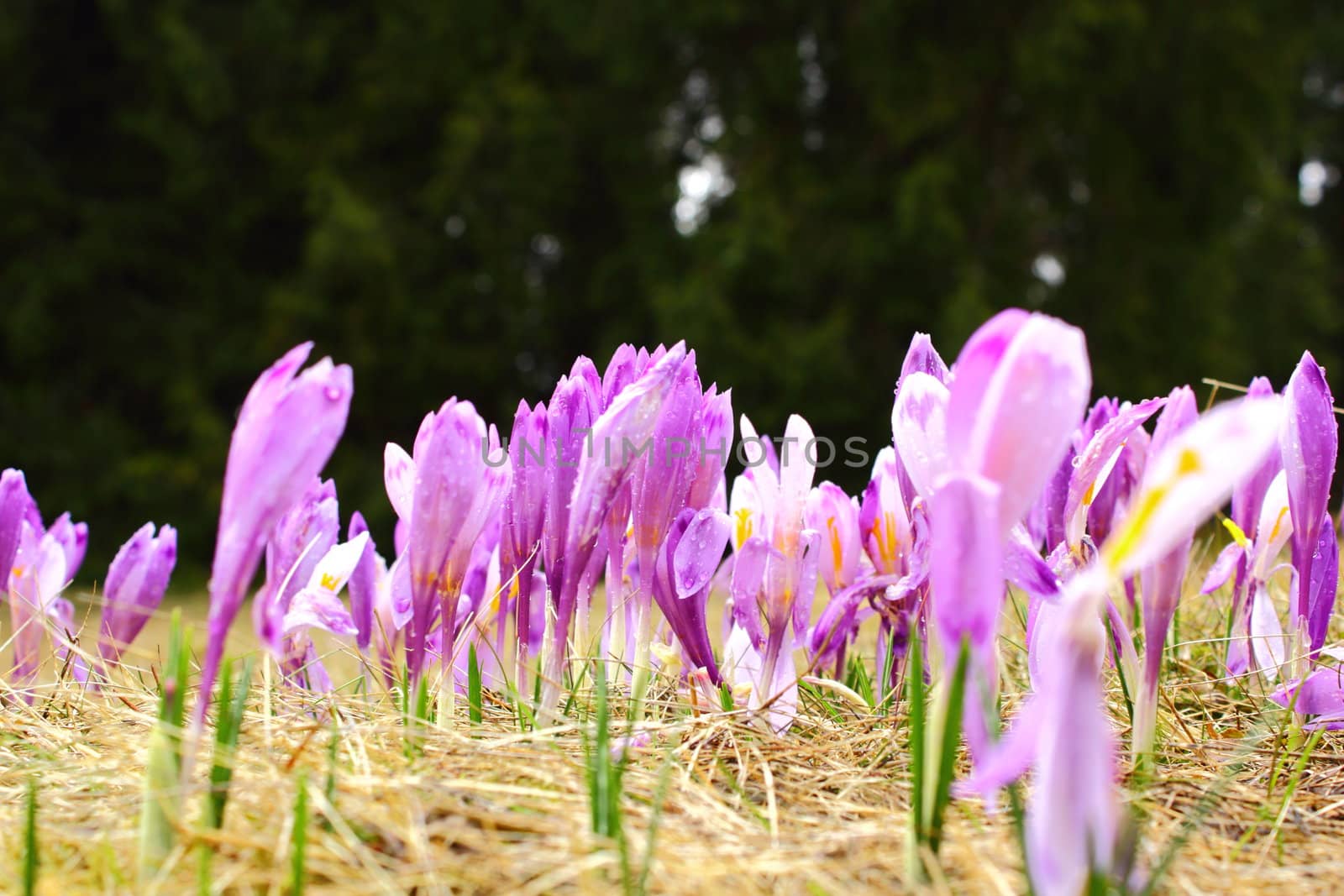 crocus sativus by taviphoto