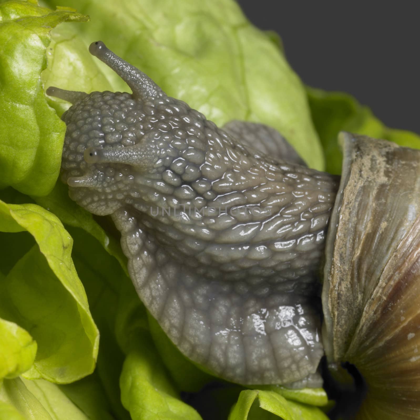 closeup studio photography of a Grapevine snail and lettuce leaf