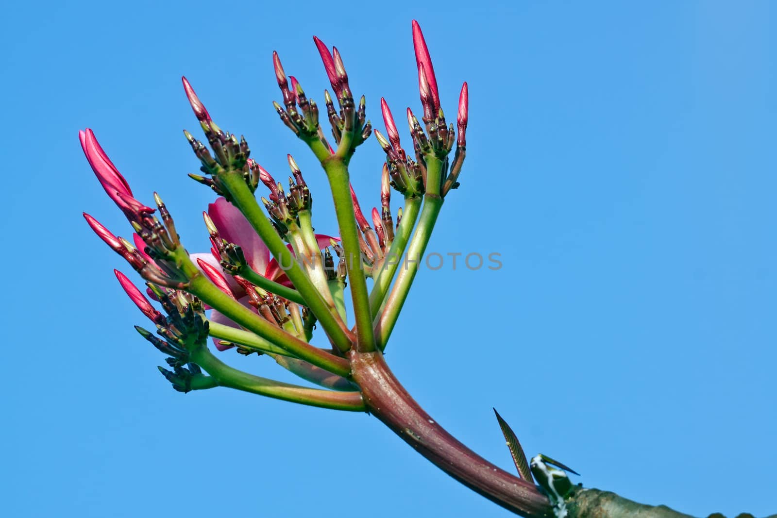 his scientific name  is PLUMERIA RUBRACV