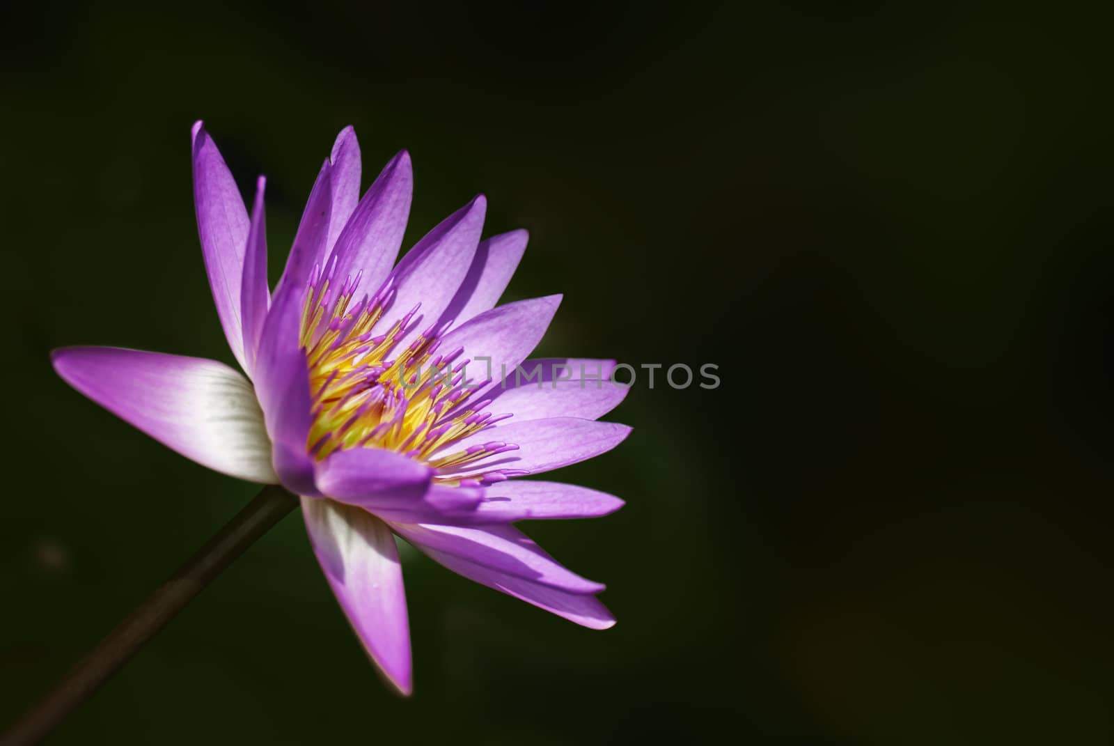 Purple water lily flower closeup