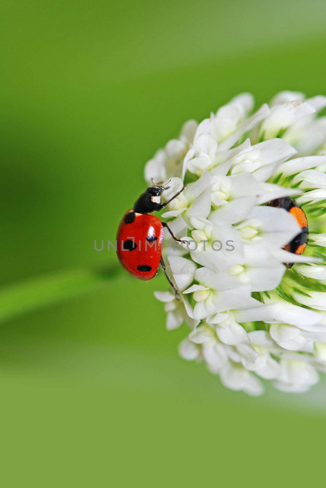 Red ladybug spend parked in the white flower