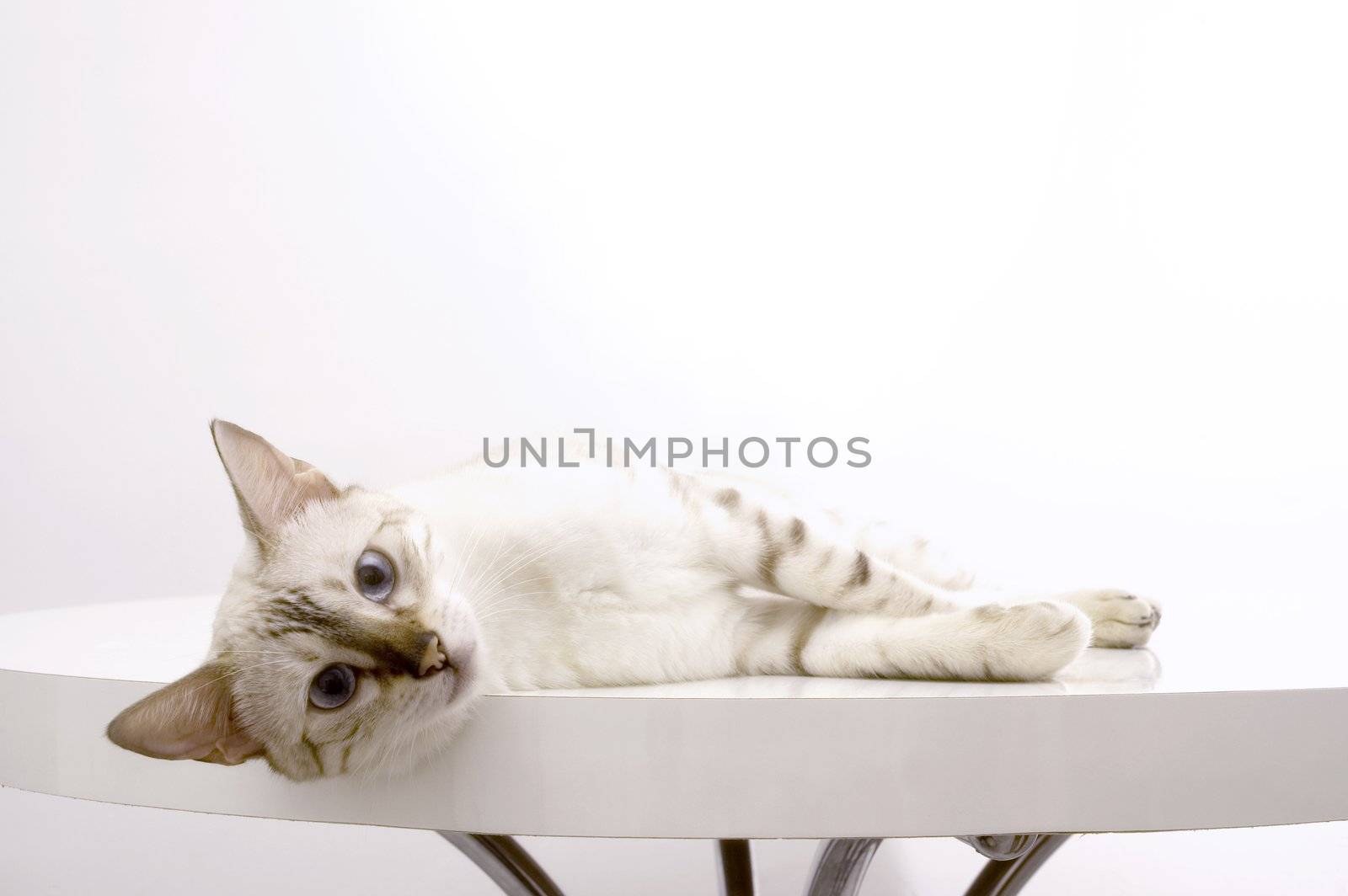 White bengal cat by rgbspace