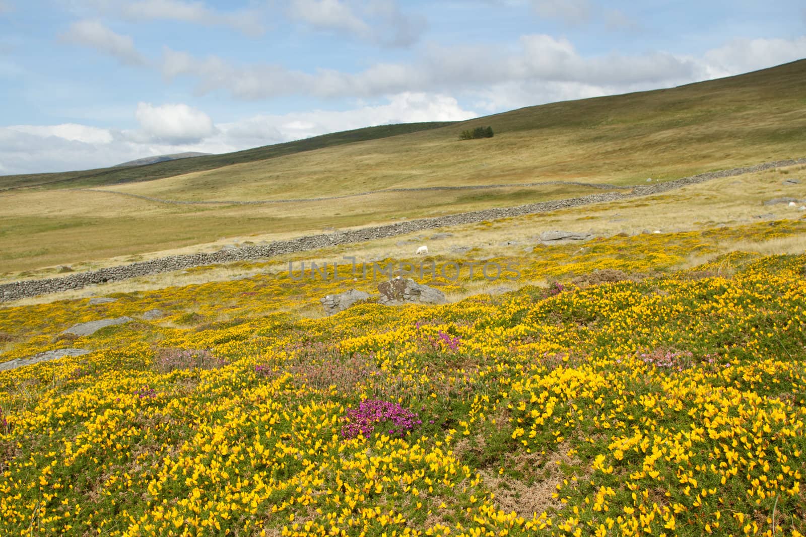 Hillside moorland with yellow gorse and purple heather flowers leading to a stone wall and grass fields, a blue cloudy sky in the distance.