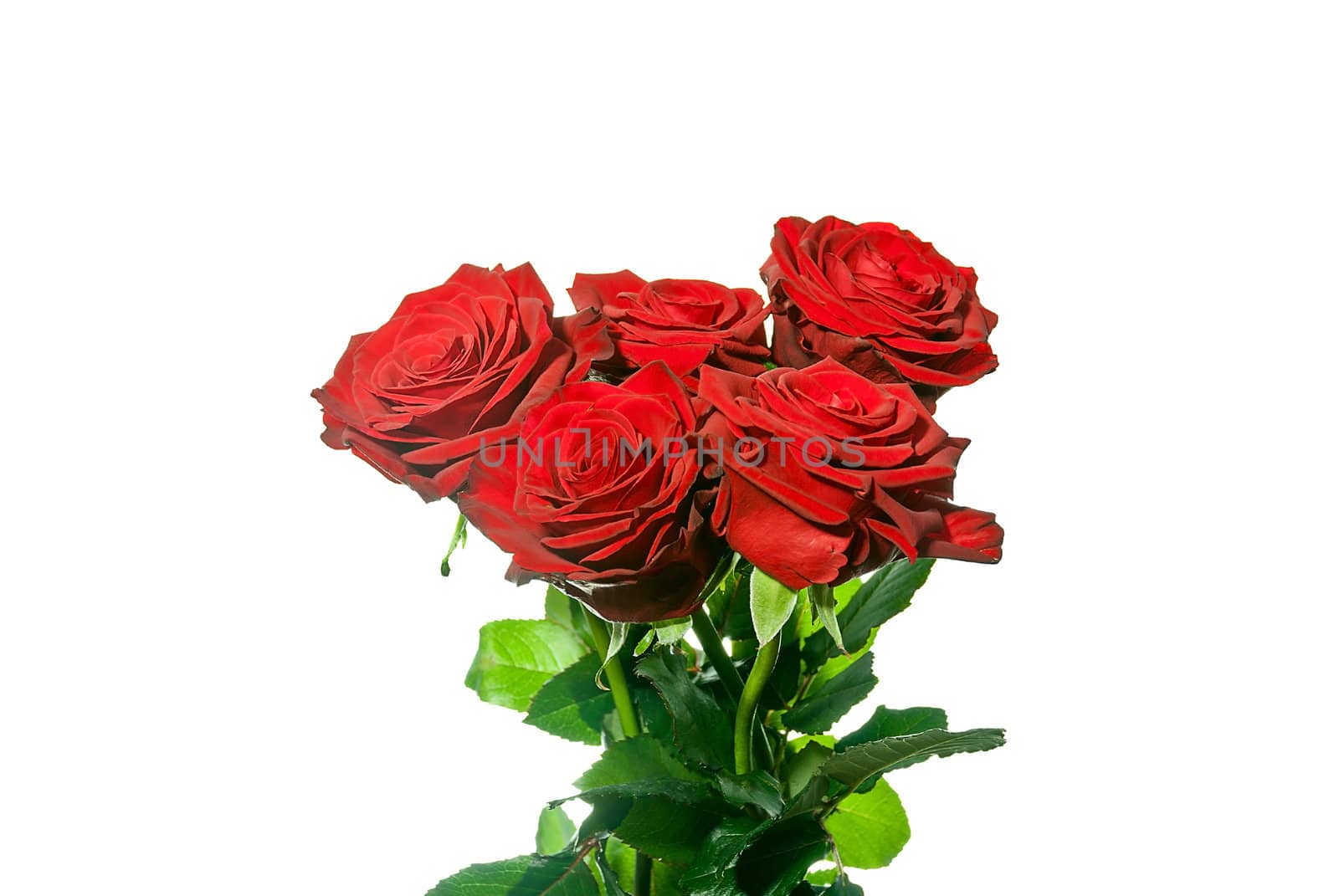 Beautiful bouquet of red roses isolated on white background.