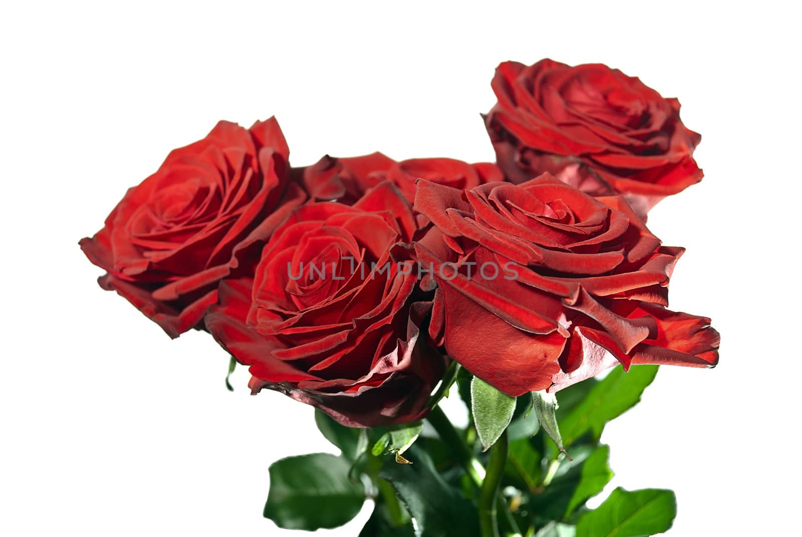 Beautiful bouquet of red roses isolated on white background.