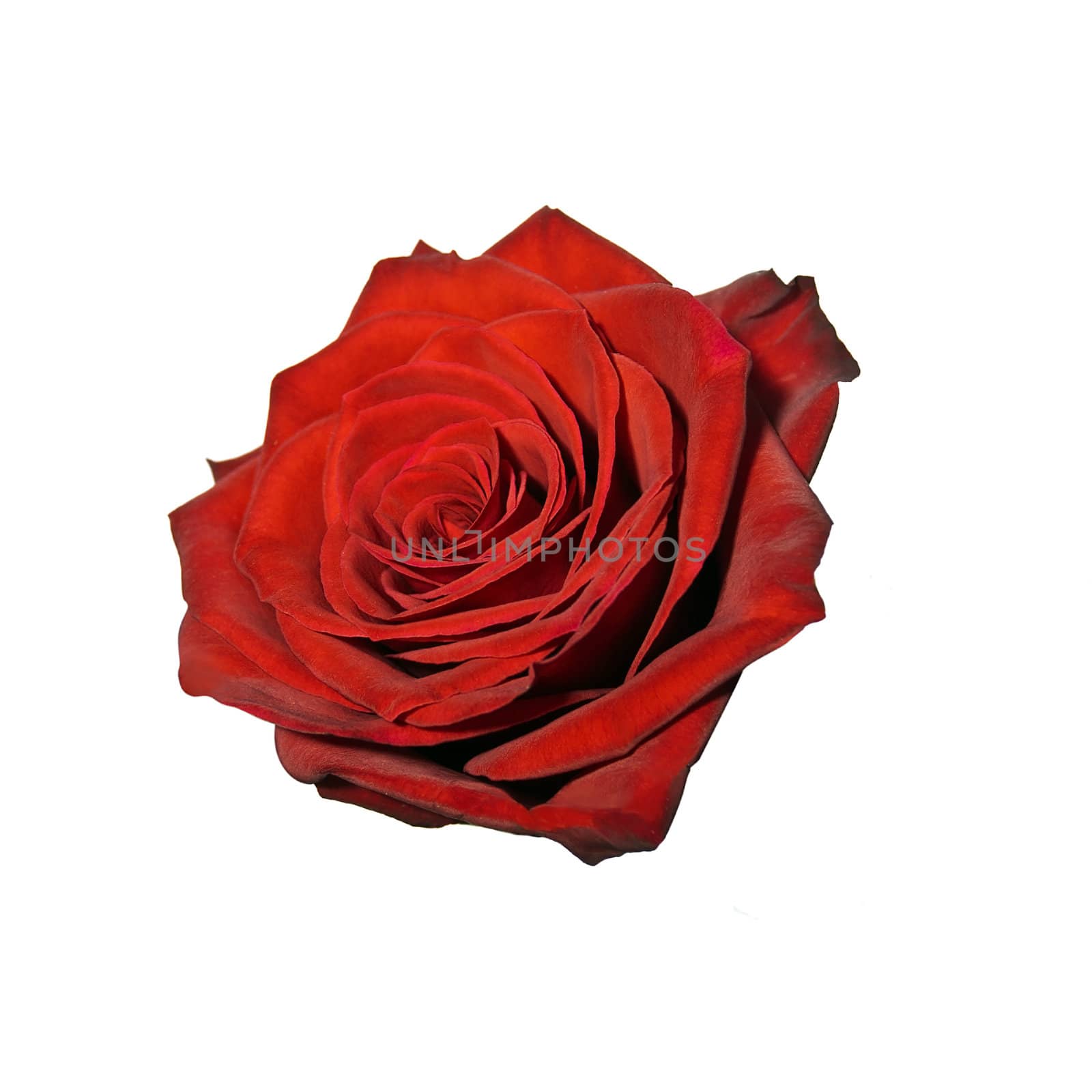 Beautiful fresh red rose bud isolated on a white background.