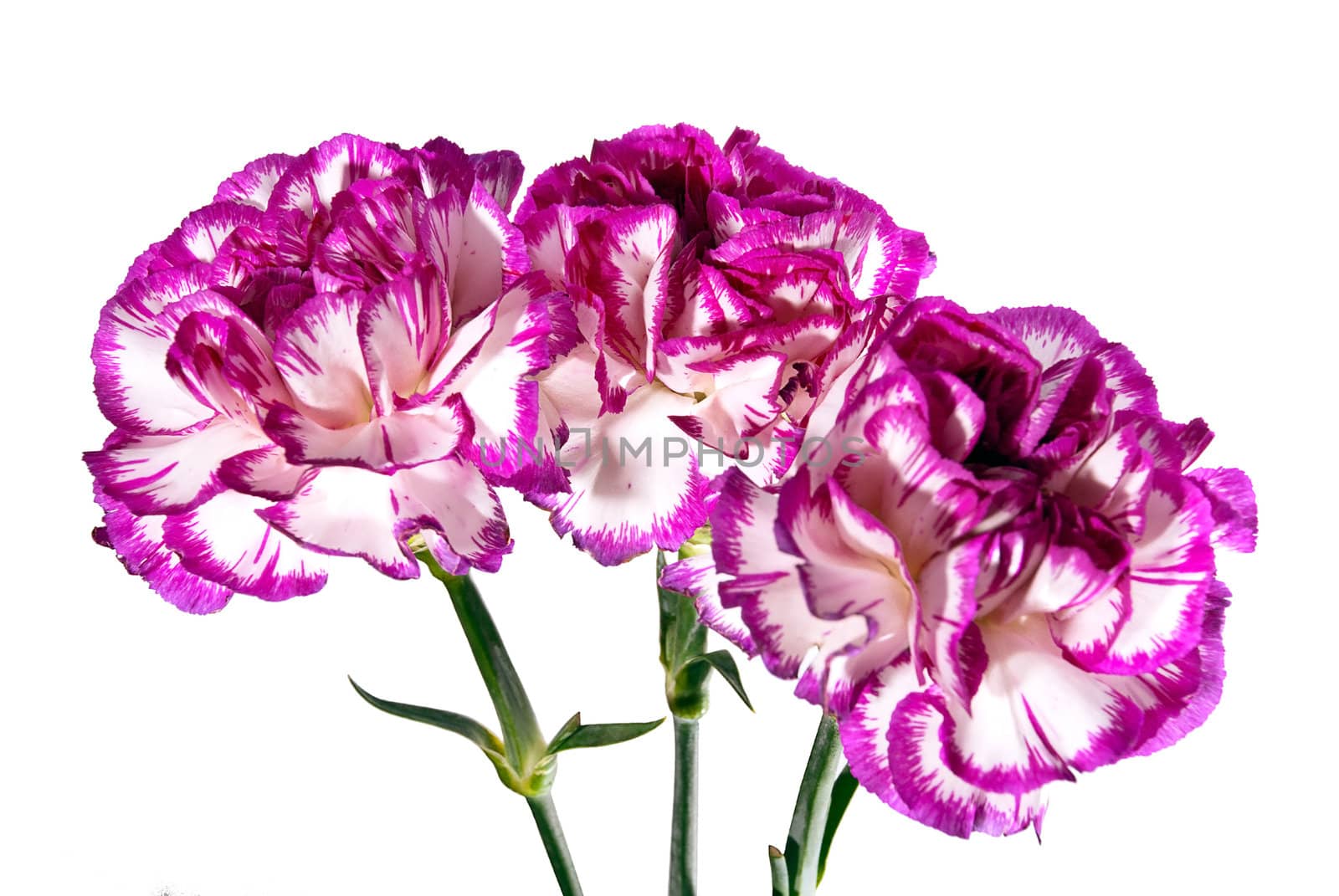 Three violet fresh flowers isolated on a white background.