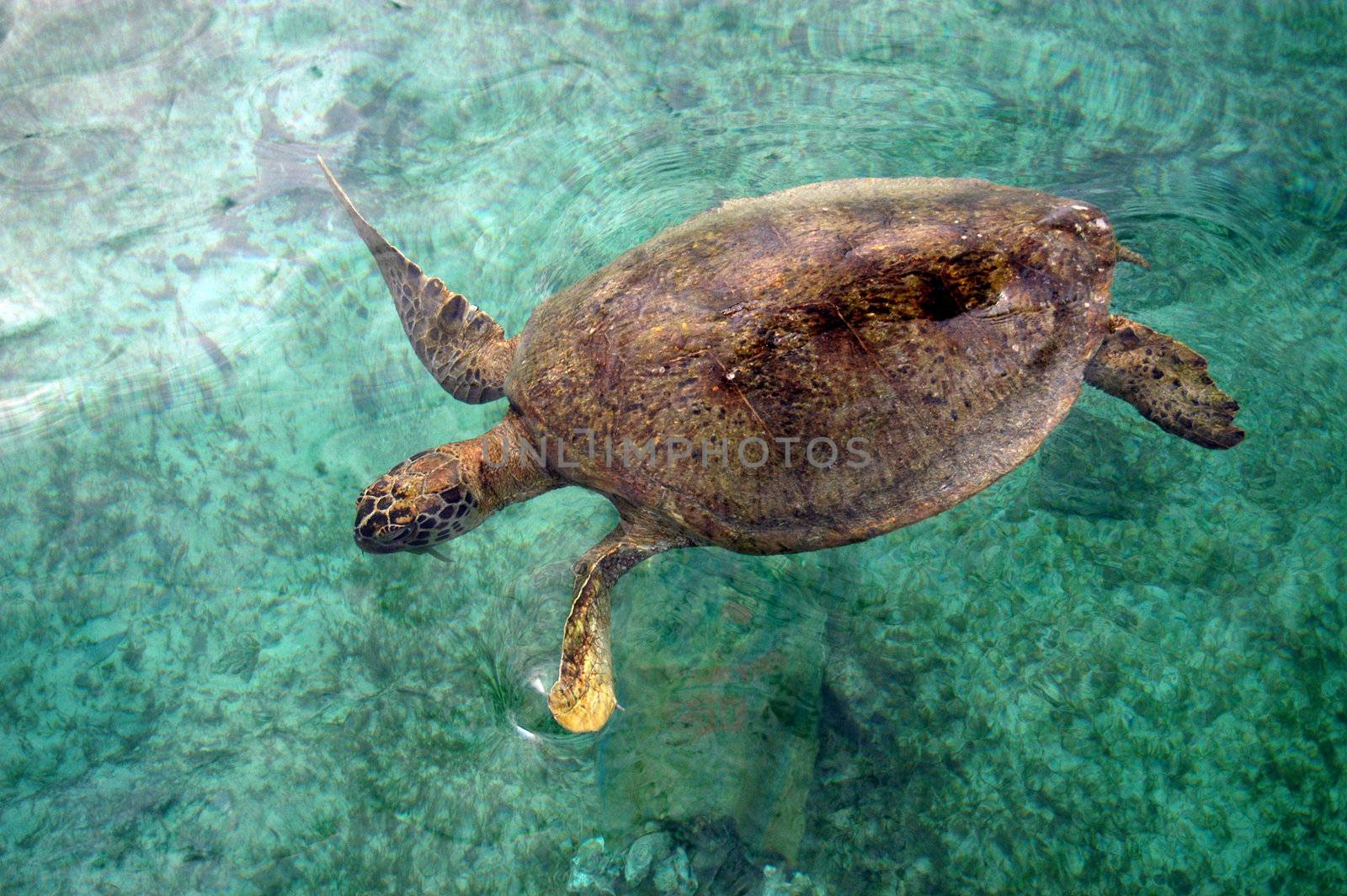 a turtle was swimming in shallow coastal                                