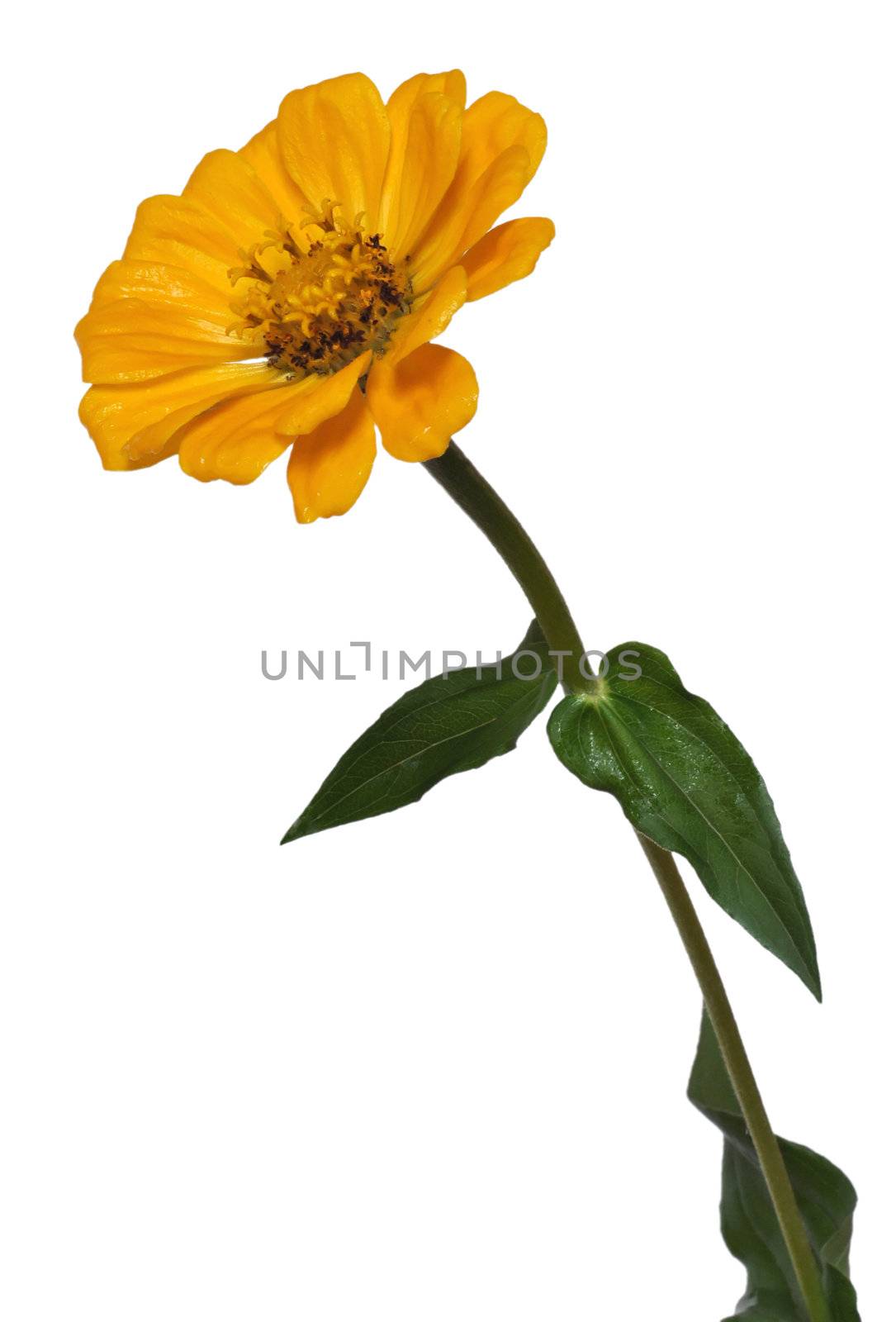 Flower Zinnia with green leaves, isolated on white background