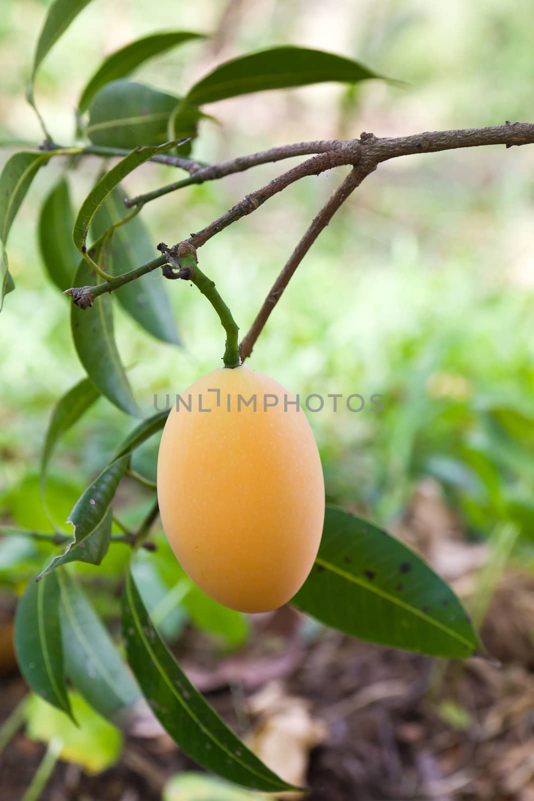 Maprang (thai fruit)  by stoonn