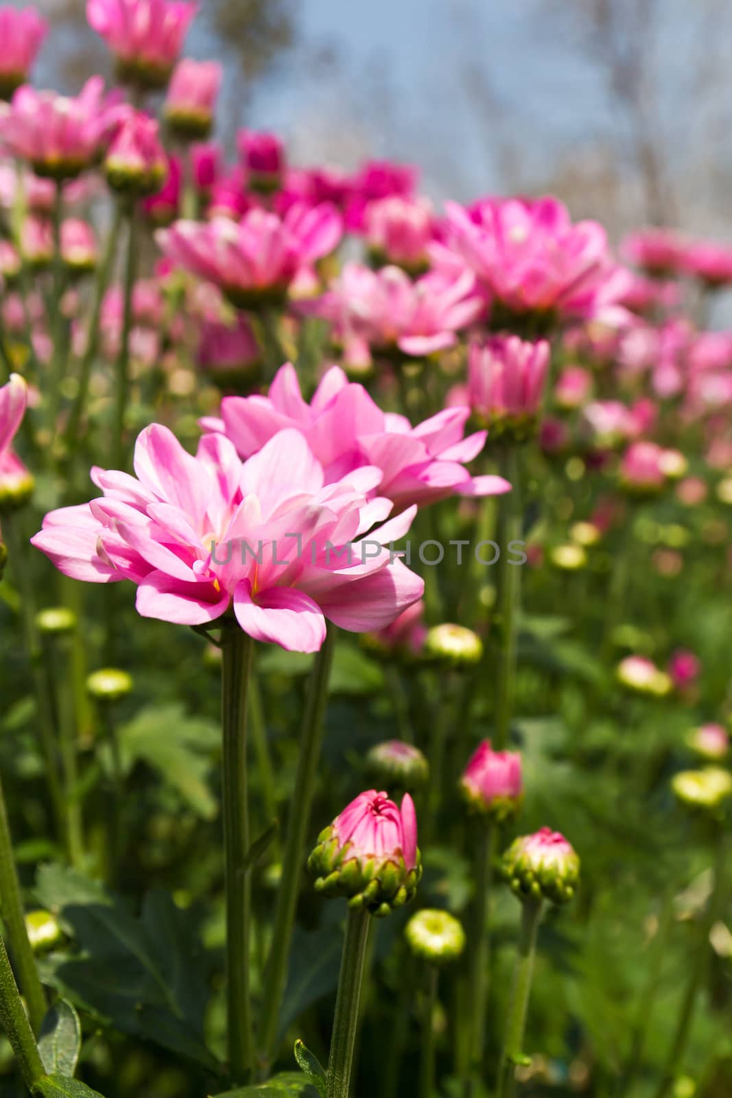 Pink chrysanthemum  flowers in garden