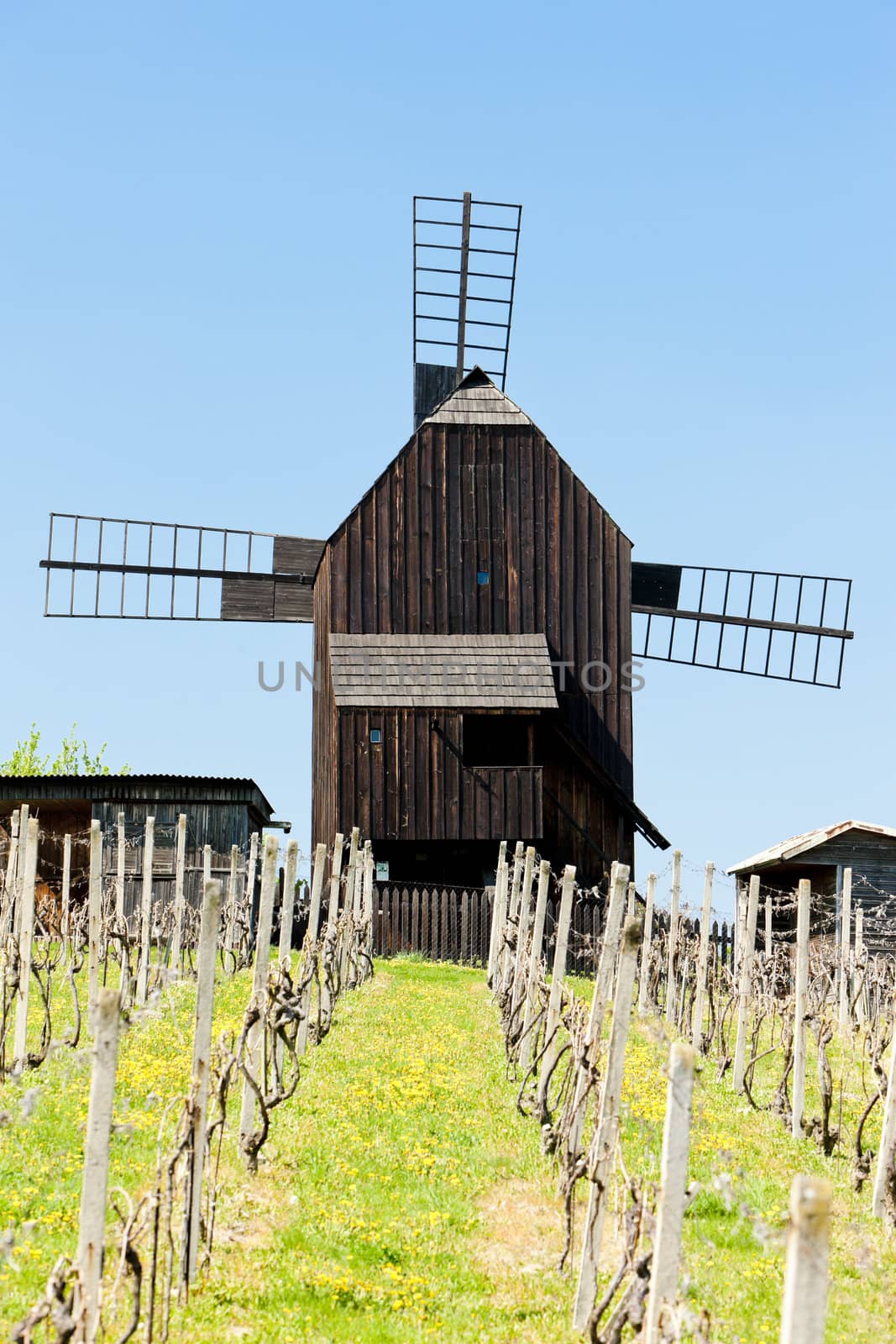 wooden windmill with vineyard, Klobouky u Brna, Czech Republic by phbcz