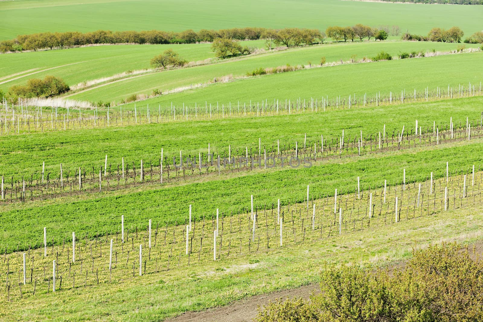 view of vineyards from lookout tower of Kravi hora near Boretice, Czech Republic