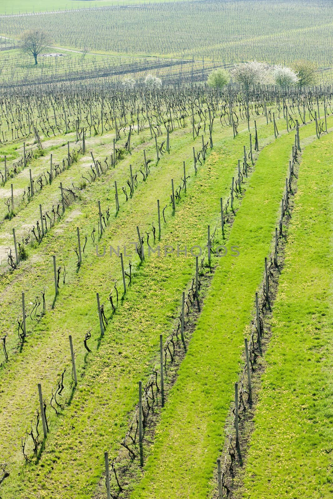 view of vineyard from lookout tower of Kravi hora near Boretice, by phbcz