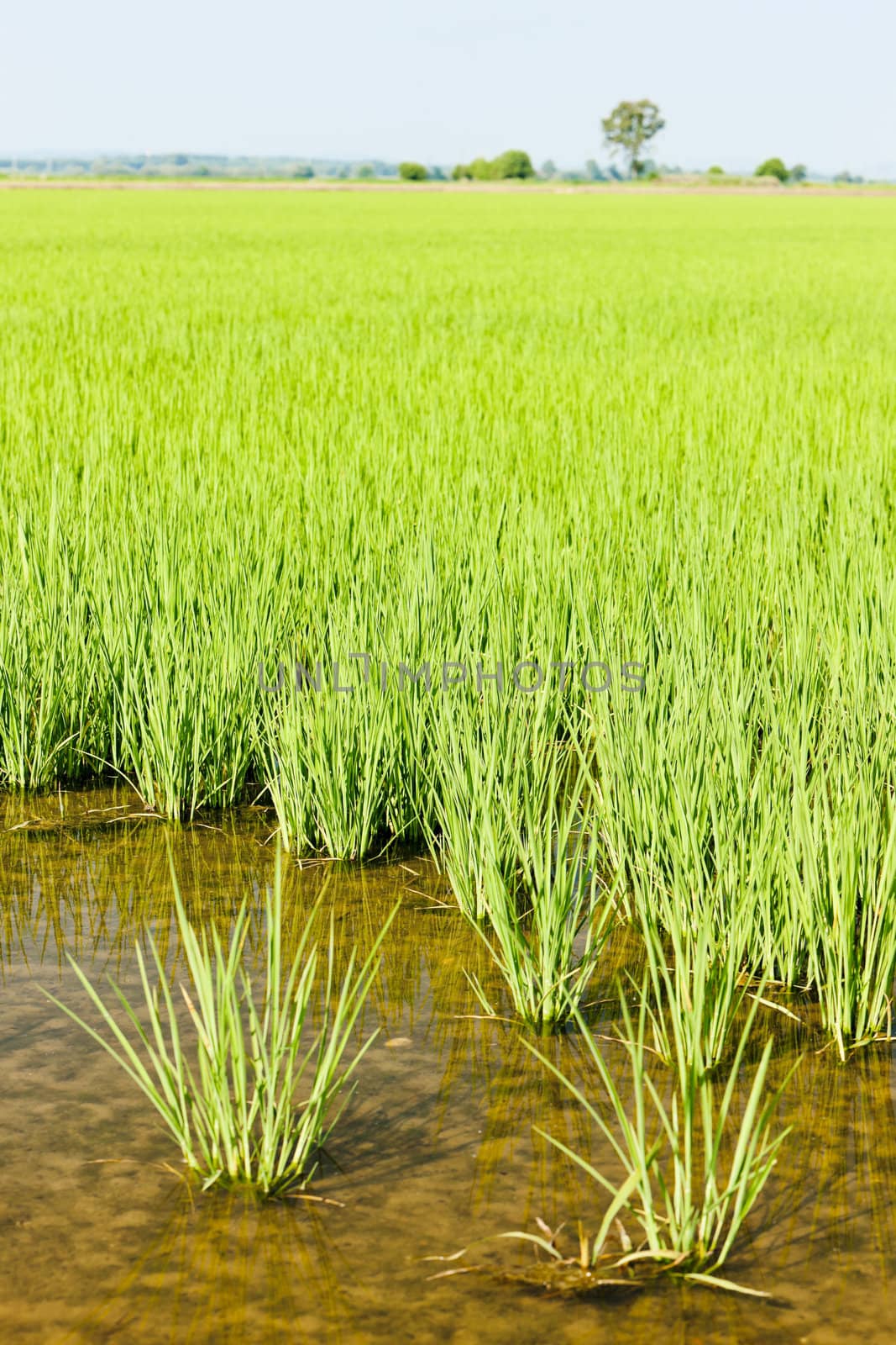 rice field, Piedmont, Italy