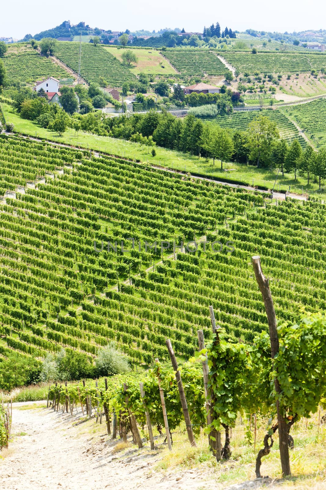 vineyar near Tana, Asti Region, Piedmont, Italy by phbcz