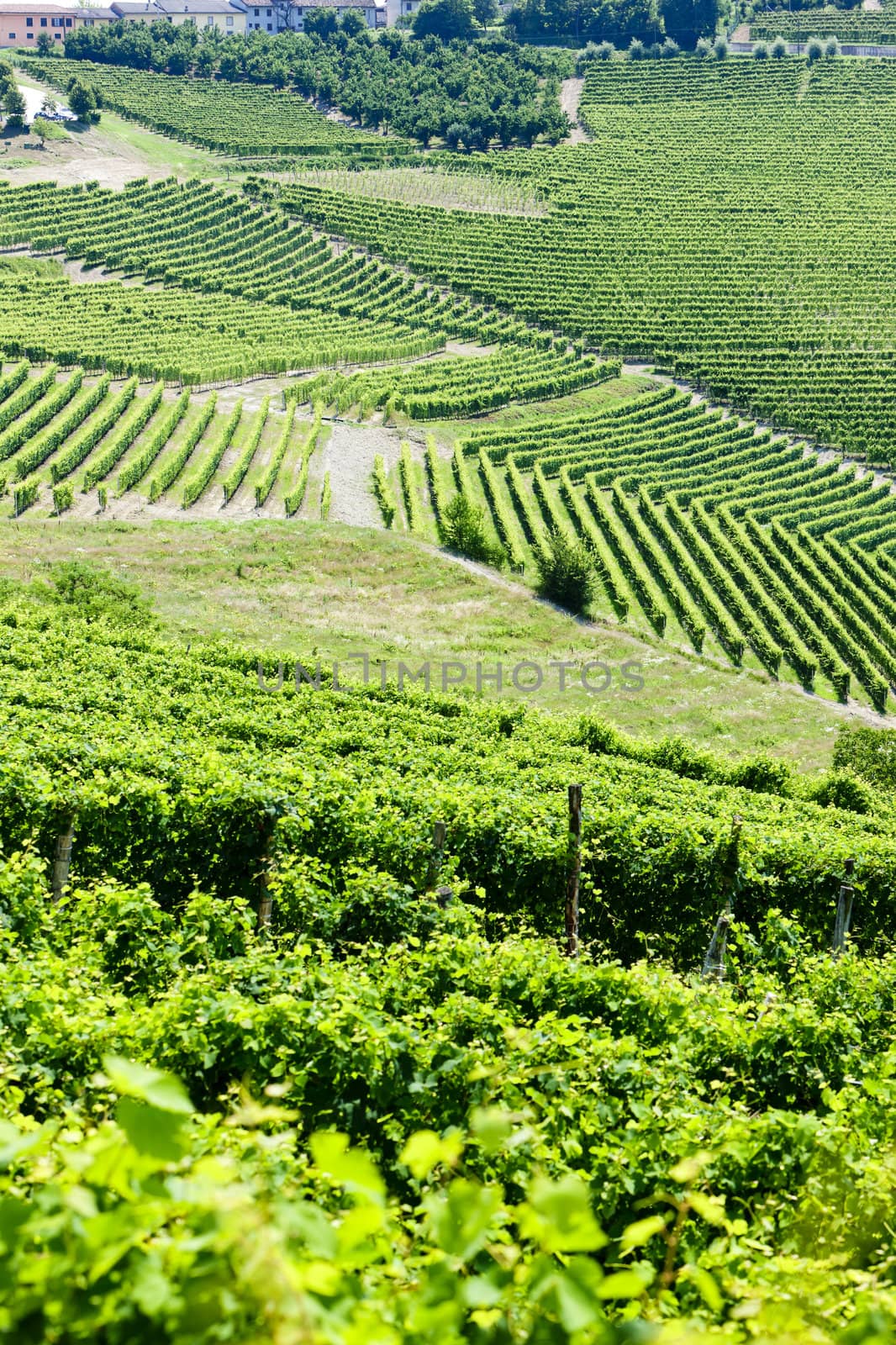 vineyars near Barbaresco, Piedmont, Italy