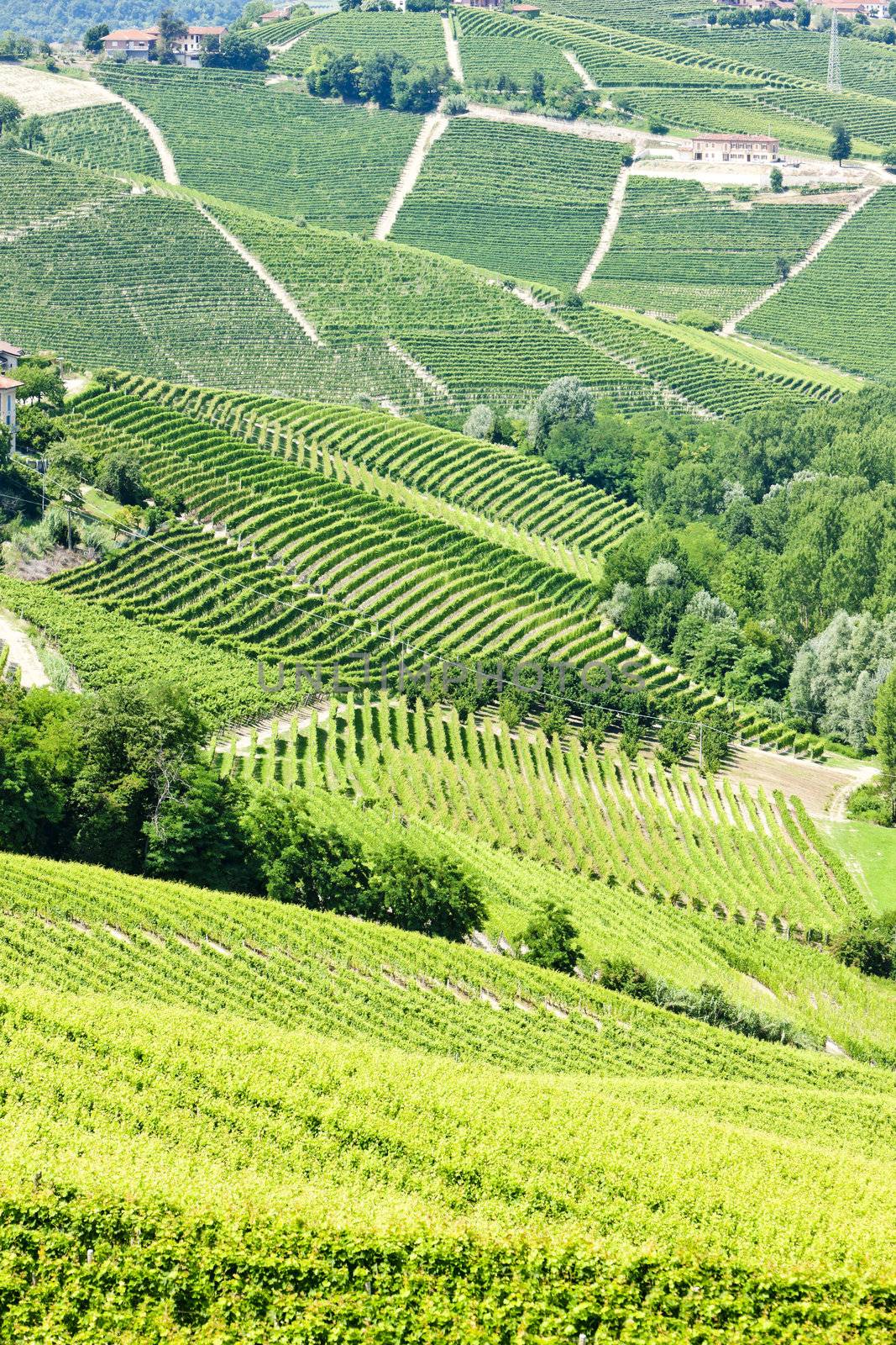 vineyars near Barbaresco, Piedmont, Italy by phbcz