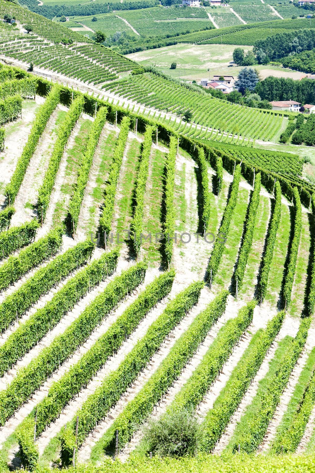 vineyars near Barbaresco, Piedmont, Italy