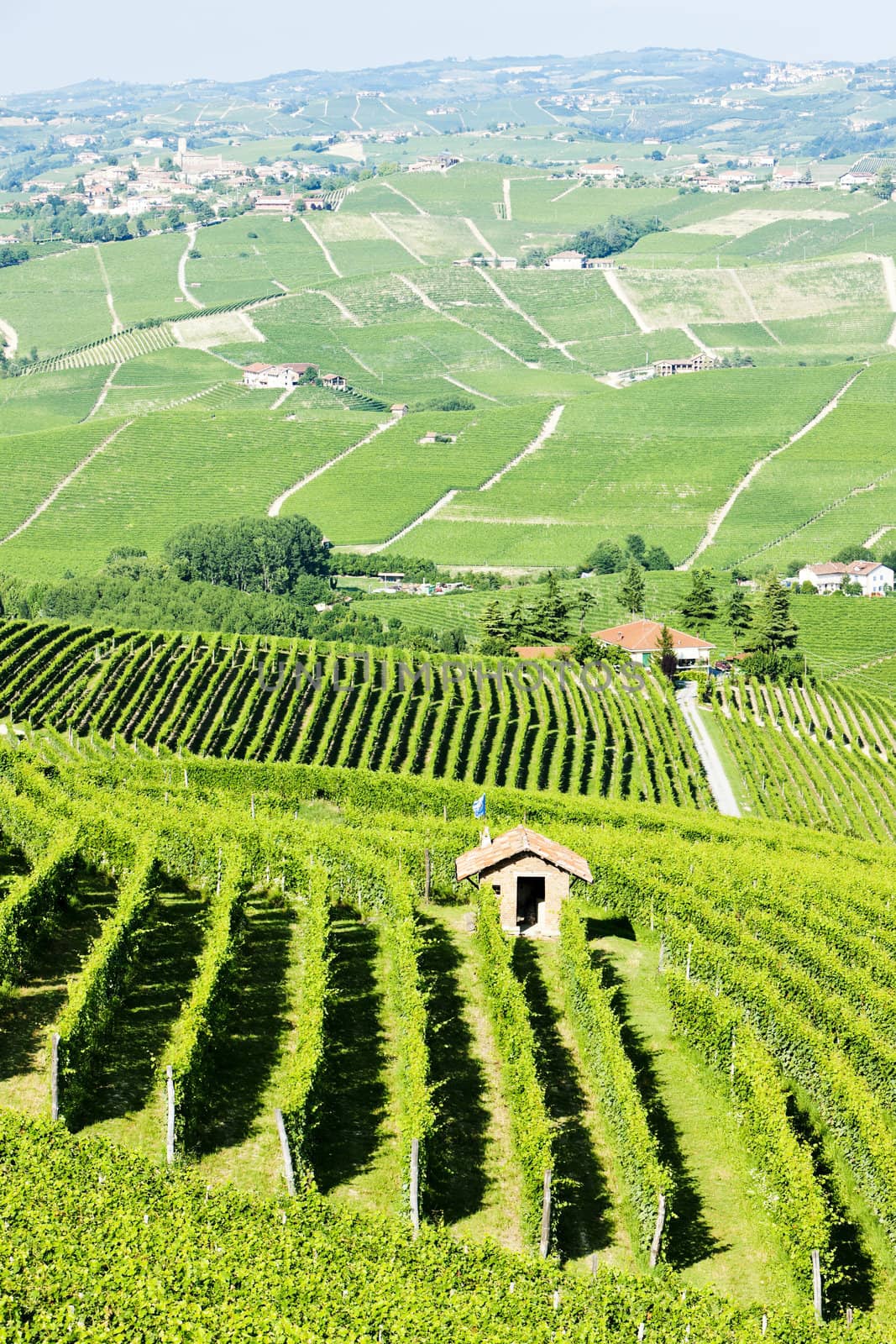 vineyars near Barolo, Piedmont, Italy by phbcz