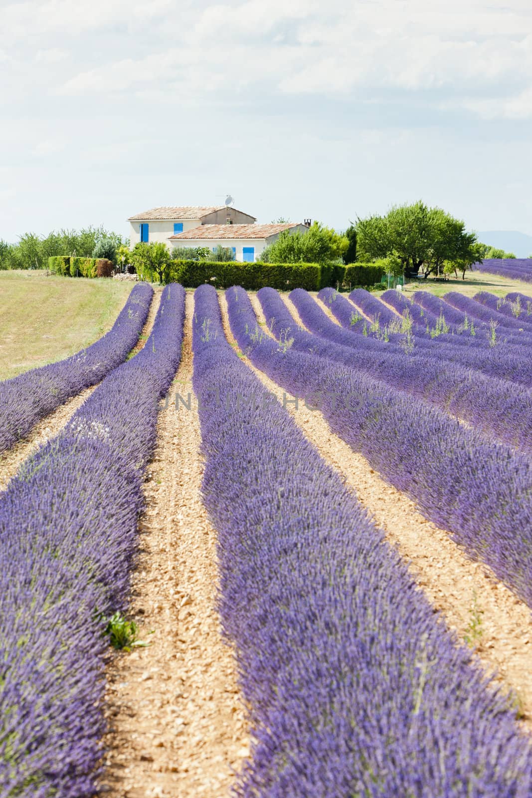 lavender field, Plateau de Valensole, Provence, France by phbcz