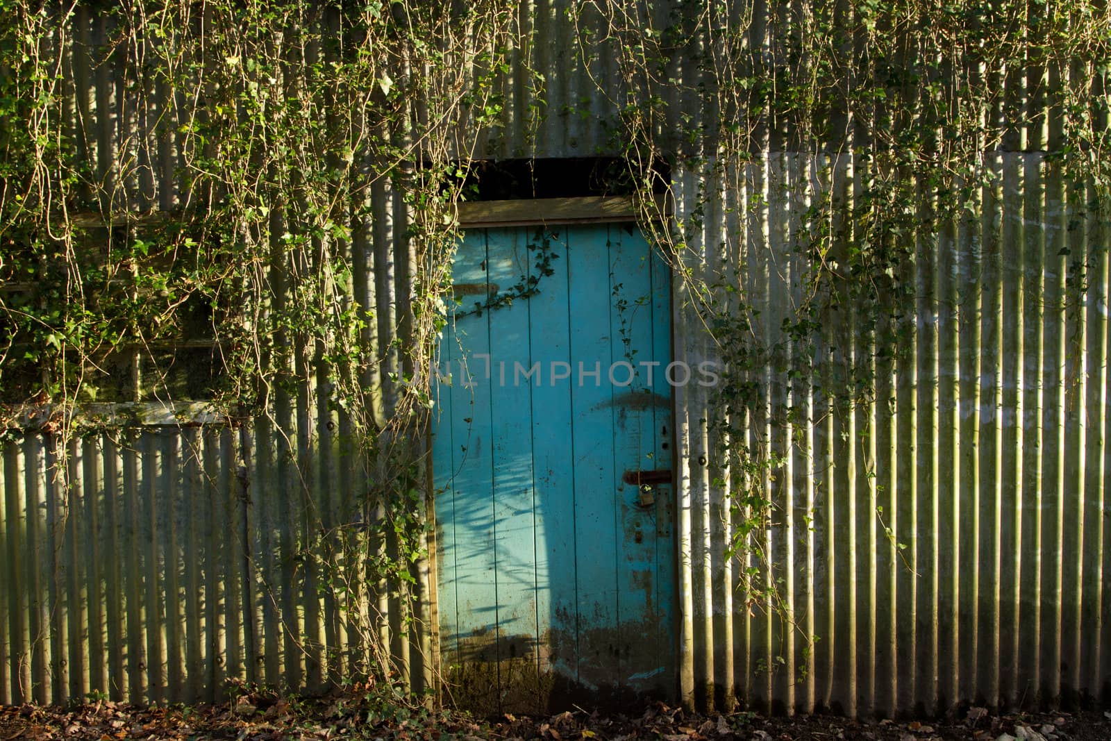 The facade of an old shanty shed with metal sheets, window and door partly covered with hanging ivy.