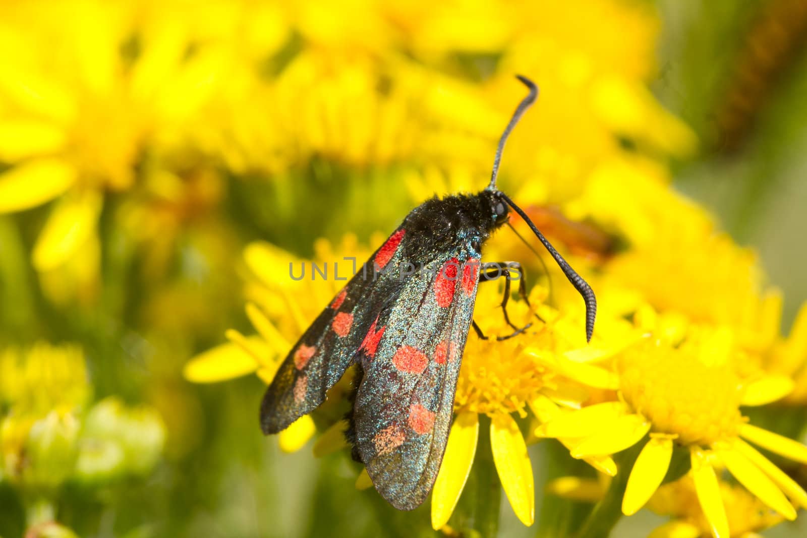 Six spotted burnet, moth, Zygaena filipendulae, feeding on ragwort, Senecio jacobaea.