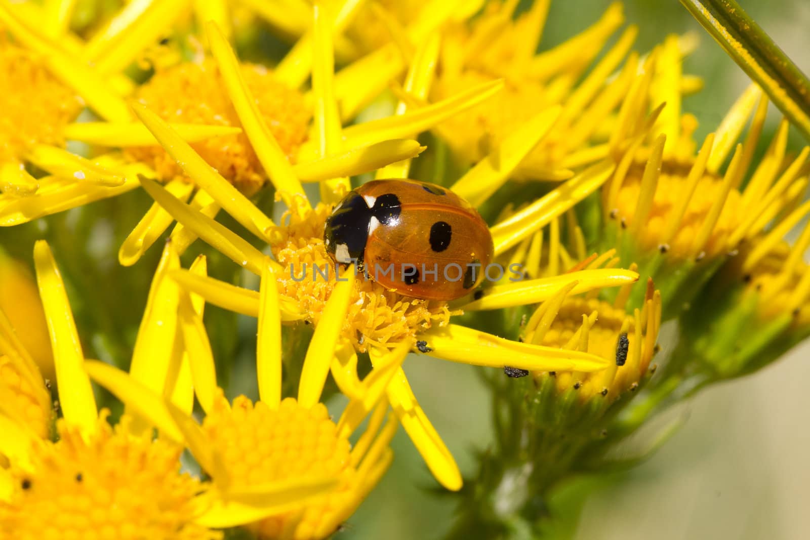 Ladybird on ragwort. by richsouthwales